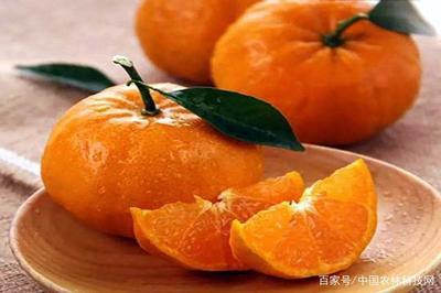 一县一品公益助农!粤东第一道观紫金观,广东紫金农特产品春甜桔